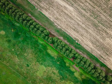 Ağaçlardan oluşan bir ara sokağı gösteren hava aracı görüntüsü