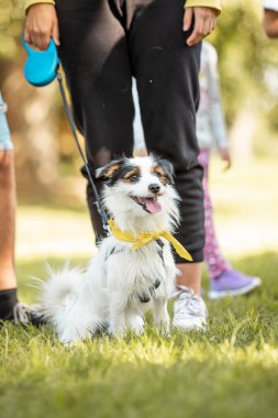 İnsanlarla bir etkinlikte sevimli bir köpek.