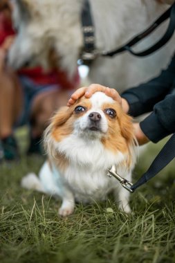 İnsanlarla bir etkinlikte sevimli bir köpek.