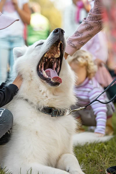 Cute dog at an event with people