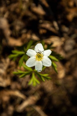 Anemone nemorosa in a wild spring forest. Beautiful white wildflowers.