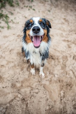Genç Avustralyalı çoban kumsalda ve suda oynadıktan sonra. Kirli ve kumla dolu şu haline bak. Minnettar ve mutlu.