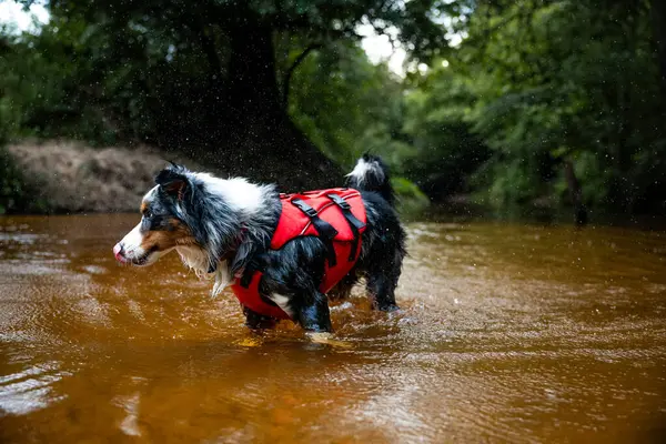 Australian Shepherd dog is jumping into the water. He loves water and he jump for stick.