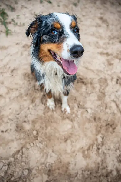 Young Australian Shepherd after play time on the beach and on the water. dirty and full of sand look at you grateful and happy