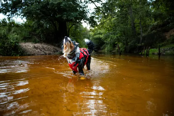 the dog runs on water, shakes off. Happy pet. active Australian Shepherd