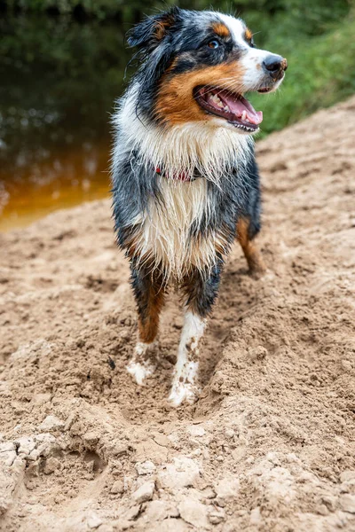 Young Australian Shepherd after play time on the beach and on the water. dirty and full of sand look at you grateful and happy