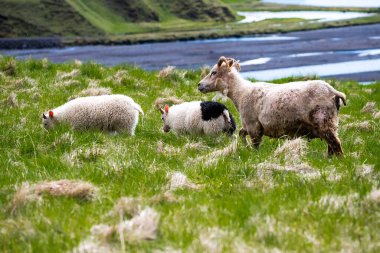 İzlanda kırsalında yeşil bir çayırda kuzularla otlayan İzlandalı koyunlar
