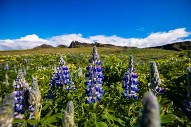 Canlı mavi lupinlerin yakın plan görüntüsü İzlanda dağları ve açık mavi gökyüzü karşısında çiçek açıyor.