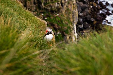 İzlanda 'da kayalık bir yamaçta yemyeşil çimlere yuva yapmış martı.