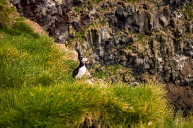 İzlanda 'nın Görkemli Kıyı Kayalıkları ve Vahşi Yaşam Atlas Okyanusu' na bakan Muhteşem Martı Habitatları