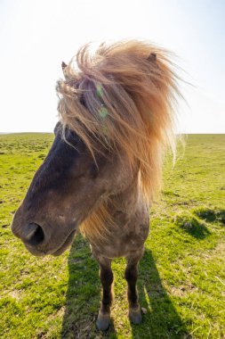 Güneşli bir günde İzlanda Atı 'nın yakın çekimi
