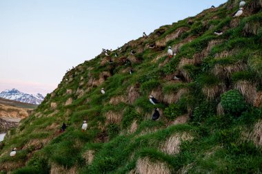 Atlantik martıları İzlanda 'da kayalık bir arka planda çimenli bir uçurumda