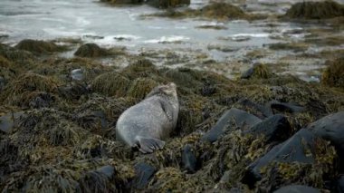 Altın fok Ytri Tunga plajında uyuyor. Liman fokları, Batı fiyortları, İzlanda. Litlibaer, Batı fiyortları, İzlanda yakınlarındaki Skotur fiyordunun sularında liman fokları var.