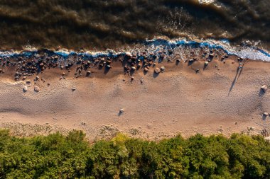 Dalgaların yavaşça kumlu kıyıya çarptığı, yoğun yeşil ormanlarla çevrili bir sahil manzarası.
