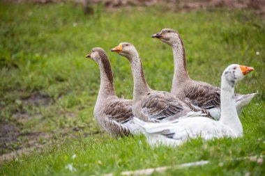 Çimenli bir tarlada durup dinlenen bir grup kaz ön planda beyaz bir kaz....