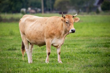 Kısa boynuzları olan bronz bir inek yemyeşil bir çayırda duruyor ve doğrudan kameraya bakıyor..