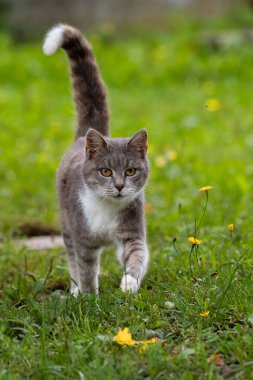 Beyaz uçlu kuyruklu meraklı gri kedi yeşil ve sarı kır çiçeklerinden oluşan canlı bir tarlada yürüyor..