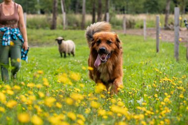 Kırsal alanda, arka planda bir koyunla neşeyle koşan bir köpek..