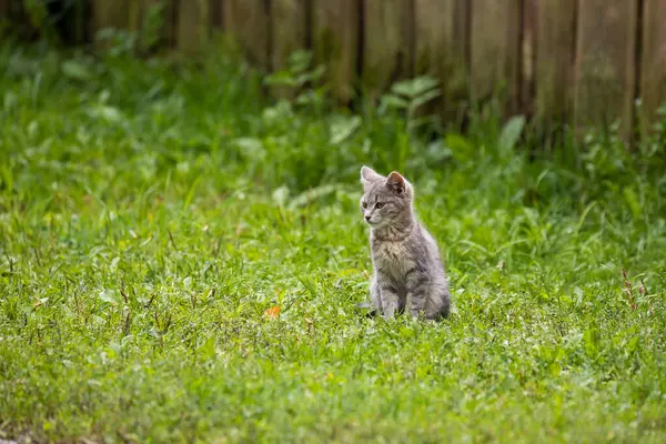 stock image A small gray kitten sitting on the grass with a curious expression, a wooden fence in the background.