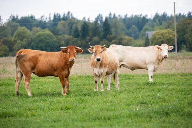 Yeşillik bir tarlada otlayan üç inek, kırsal alanda organik sığır yetiştiriciliğini temsil ediyor..