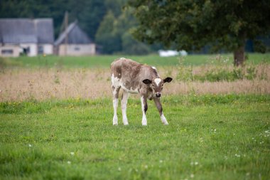 Kırsal bir evin yakınındaki geniş yeşil bir çayırda duran bir buzağı, organik tarımın doğal ortamını ön plana çıkarıyor..