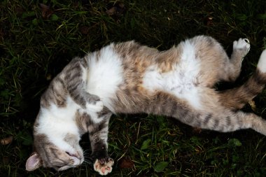 Gri bir kedi çimlerin üzerinde uzanmış, yeşil çimenler ve düşen yapraklardan oluşan doğal bir çevreyle çevrili geniş gözlerle yukarı bakıyor.