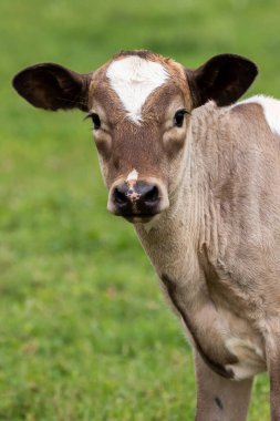 Kahverengi ve beyaz buzağı, arka planda saman balyalarıyla bir ahırın yakınındaki yeşil bir tarlada duruyor..