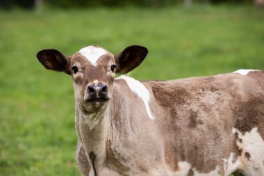 Kahverengi ve beyaz buzağı, arka planda saman balyalarıyla bir ahırın yakınındaki yeşil bir tarlada duruyor..