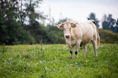 Çimenli bir tarlada kır çiçekleriyle dikilip kameraya doğru bakan tek bir beyaz inek. Arka plan ağaçlarla ve yumuşak bulutlu gökyüzüyle dolu..