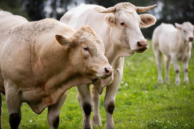 İki beyaz inek yeşil bir tarlada birbirine yakın duruyor, bir inek diğerine hafifçe yaslanıyor, kır çiçekleri ve ağaçlarla çevrili..