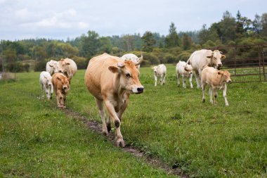 Bronz bir inek ve yavrusu tarafından yönetilen bir inek sürüsü, arka planda ağaçlarla dolu çimenli bir tarlada dar bir yolda yürüyor..