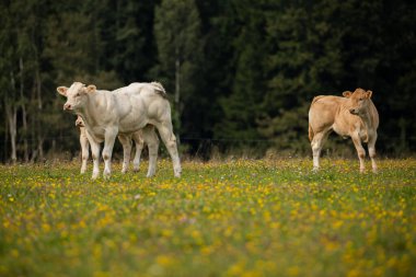 Canlı bir alanda iki buzağı. Biri kameraya bakıyor. Arka planda bir orman var..