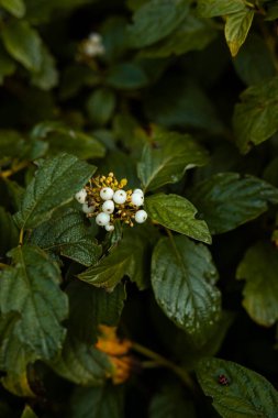 A close up view of white berries nestled in lush, glossy green leaves. A small insect is visible on a leaf, adding life to the vibrant plant scene.