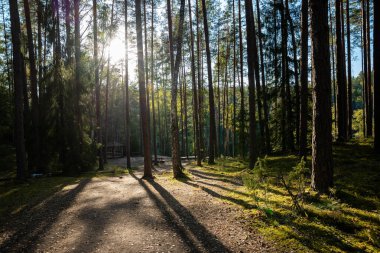 Uzun çam ağaçları sakin bir ormanda güneşli bir yolda gölgeler bırakır. Güneş ışığı gölgelikten süzülür, yosunları aydınlatır ve orman zemininde yapraklar.