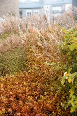Bir bahçe sonbahar renklerinde süs otları ve çalılar sergiler. Arka planda geniş pencereli ve tuğla cepheli modern bir bina görülebilir..