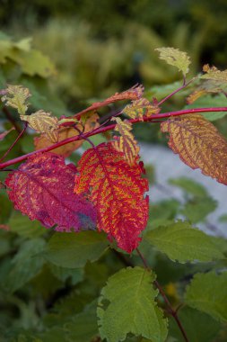 The image features a close up of autumn leaves in red and orange, contrasting with green foliage. Intricate leaf patterns are highlighted against a blurred background. clipart