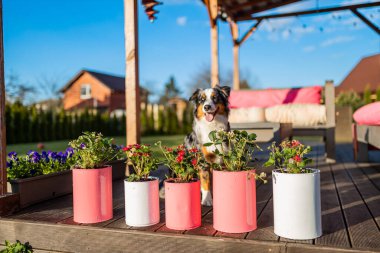 Flowers and strawberries grow in colorful pink and white metal cans on the wooden terrace of a private house clipart