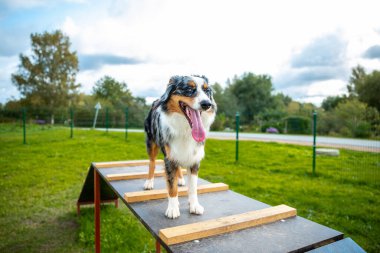 Avustralya çoban köpeği çeviklik yapıyor.