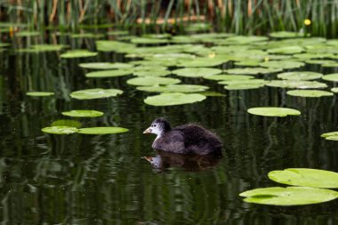 Gölde yüzen ördek yavrusu, yakın plan.