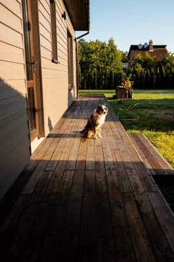 Modern bir özel evin yanındaki ahşap terasta oturan tatlı Avusturyalı çoban.