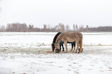 Soğuk Karla kaplı Da 'da Yan yana Beslenen Atlar Çifti