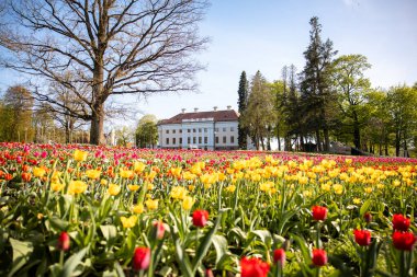 Kırmızı ve sarı lalelerden oluşan canlı bir tarla, parlak mavi gökyüzünün altındaki yüksek ağaçlar tarafından çerçevelenmiş kırmızı çatılı beyaz bir binaya götürür..