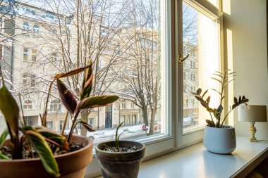 Geniş bir pencereden, çıplak ağaçlarla çevrili bir caddeye bakan saksı bitkileriyle ve parlak güneş ışığında klasik Avrupa tarzı binalarla iç manzara..