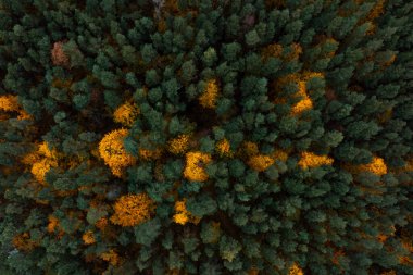 Hava perspektifi, bitkisel yeşil ağaçları ve canlı sarı yaprakları olan bir ormanın simetrik ve soyut bir görsel şablon oluşturduğunu ortaya çıkarır..