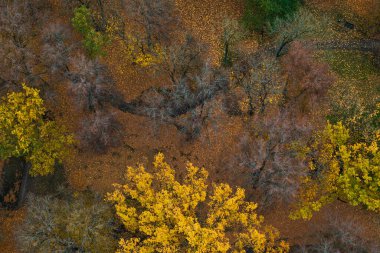 An aerial perspective of a forest in autumn, displaying golden yellows, browns, and patches of green. Fallen leaves create a textured ground pattern. clipart