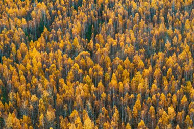 Hava perspektifi sonbaharda yoğun bir orman tepe örtüsünü ortaya çıkararak canlı turuncu ve sarı renkler sergiliyor. Birlik olmak çarpıcı bir yeşillik deseni yaratır..