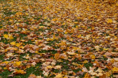 Sarı, turuncu ve kahverengi yaprakların karışımı çimenli zemini kaplayarak, doğal bir park veya orman alanındaki mevsimsel geçişi göstermektedir..