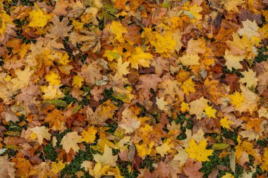 Sarı, turuncu ve kahverengi renkli sonbahar yapraklarından oluşan yoğun bir halı zemini kaplıyor ve yeşil çimenler içine bakarak desenli bir desen oluşturuyor..