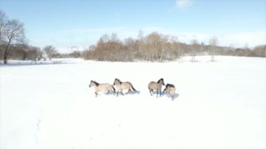 Üç koyu renkli at, çıplak ağaçlar ve uzak çitlerle çevrili karlı bir tarlada duruyor. Kardaki izler şu anki konumlarını gösteriyor..
