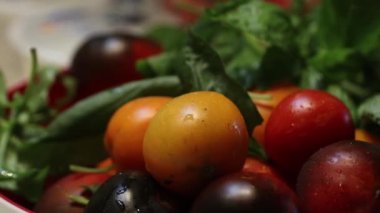 Canlı yeşil yapraklarla çevrili, sarı, kırmızı ve koyu mor domatesler doğal dokuları vurguluyor..